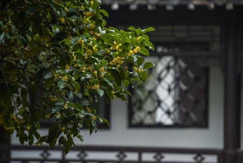 黄景仁历史图片