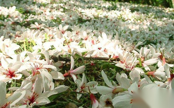苏轼的陌上花历史图片