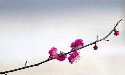 周邦彦历史图片