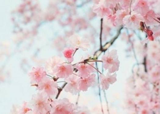 《江城子·画楼帘幕卷新晴》历史图片