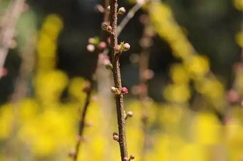 清明诗历史图片