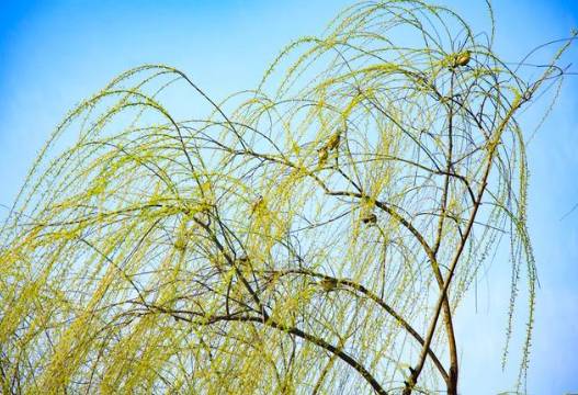 李商隐历史图片