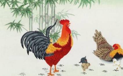 鸡历史图片