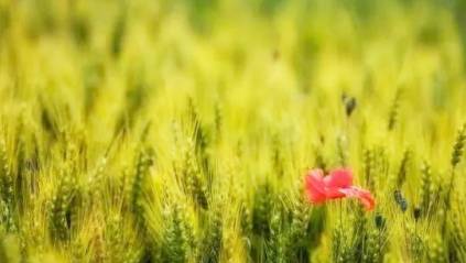 芒种历史图片