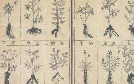 《本草纲目》历史图片