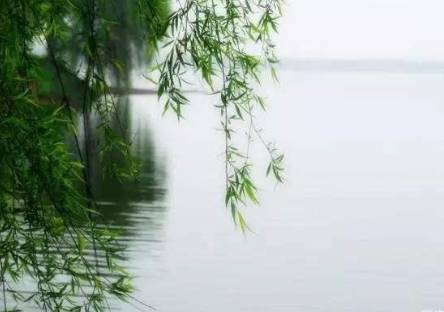 柳历史图片