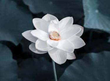 杨万里历史图片