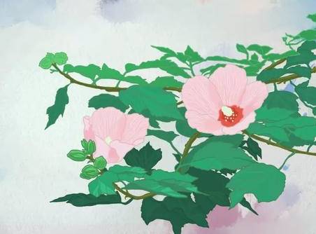 木槿历史图片
