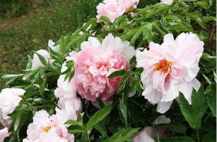 牡丹历史图片