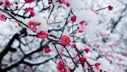 张淑芳历史图片