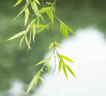 柳树历史图片