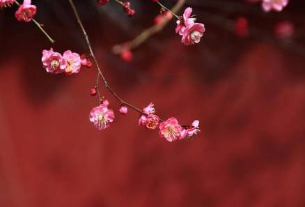 花历史图片