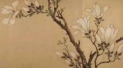 玉兰历史图片