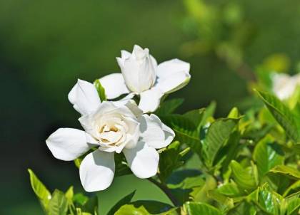 栀子花历史图片