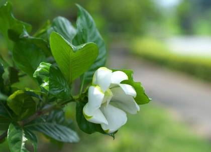 栀子花历史图片
