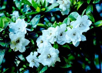 栀子花历史图片