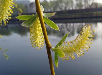 柳花历史图片