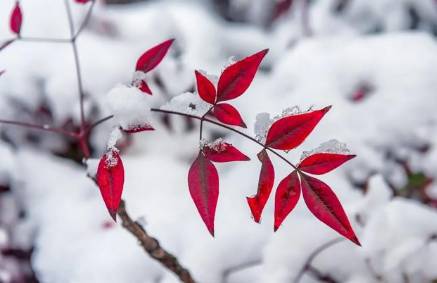 雪历史图片