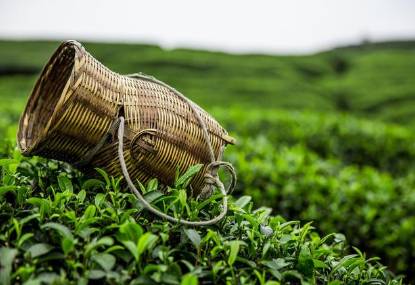 茶叶历史图片