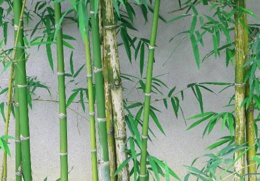 吕太一历史图片