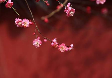 花卉历史图片