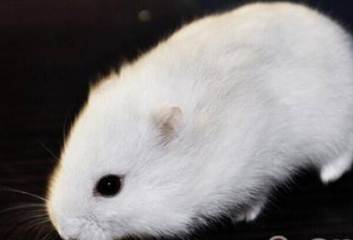 奶茶仓鼠历史图片