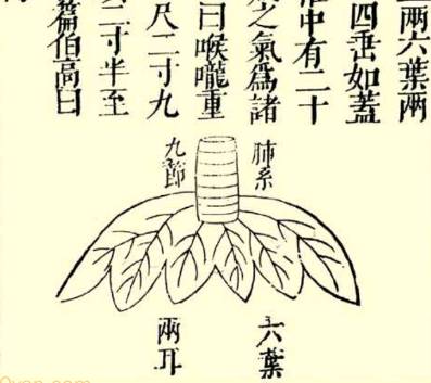 本草纲目·第一卷·序列·脏腑虚实标本用药式具体内容是什么?历史图片