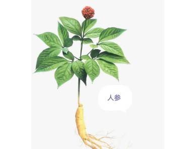 本草纲目历史图片