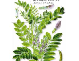 本草纲目·第八卷·草部·甘草具体内容是什么？历史图片