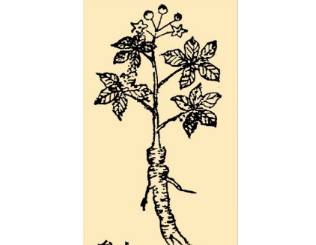 本草纲目·第八卷·草部·人参具体内容是什么？历史图片