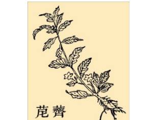 本草纲目历史图片