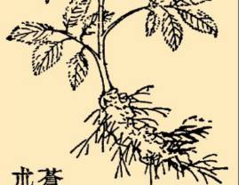 本草纲目历史图片
