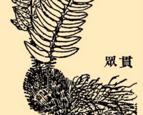 本草纲目历史图片