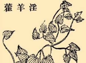 本草纲目历史图片