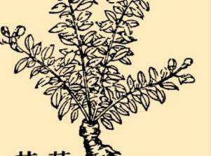 本草纲目·第八卷·草部·黄芩具体内容是什么？历史图片