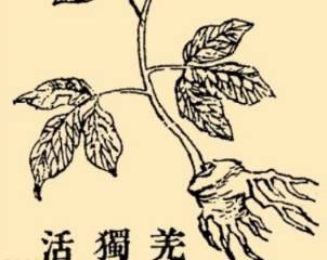 本草纲目历史图片