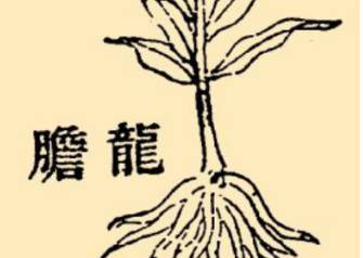 本草纲目历史图片