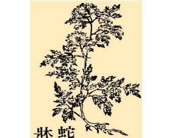 本草纲目历史图片