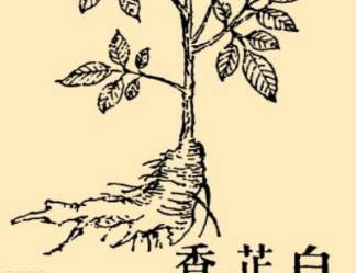 本草纲目历史图片