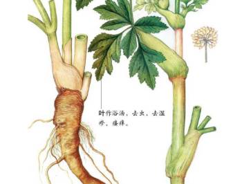 本草纲目历史图片