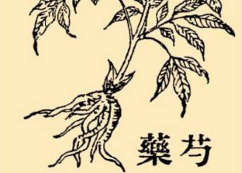 本草纲目历史图片