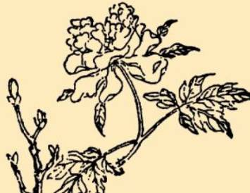 本草纲目历史图片