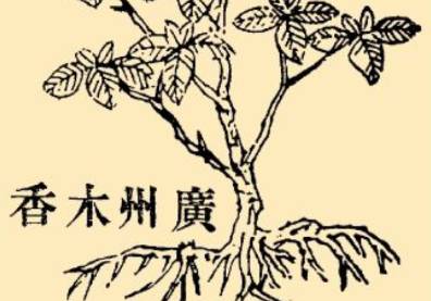 本草纲目历史图片