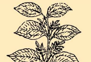 本草纲目历史图片