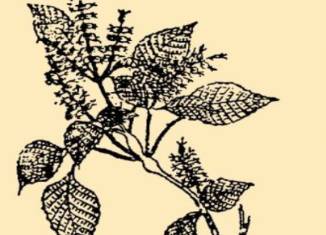本草纲目历史图片