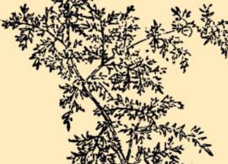 本草纲目历史图片