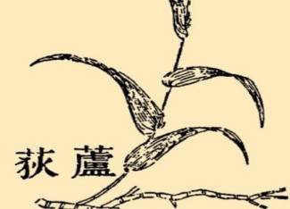 本草纲目历史图片