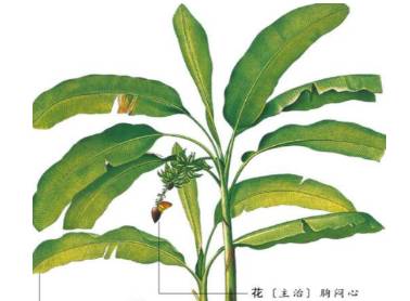 本草纲目历史图片