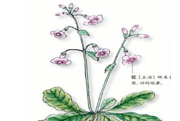 本草纲目历史图片
