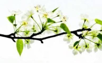 苏轼历史图片